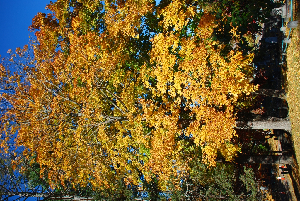 DSC_4653.JPG
